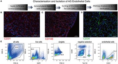Transcriptional Analysis of Sepsis-Induced Activation and Damage of the Adrenal Endothelial Microvascular Cells